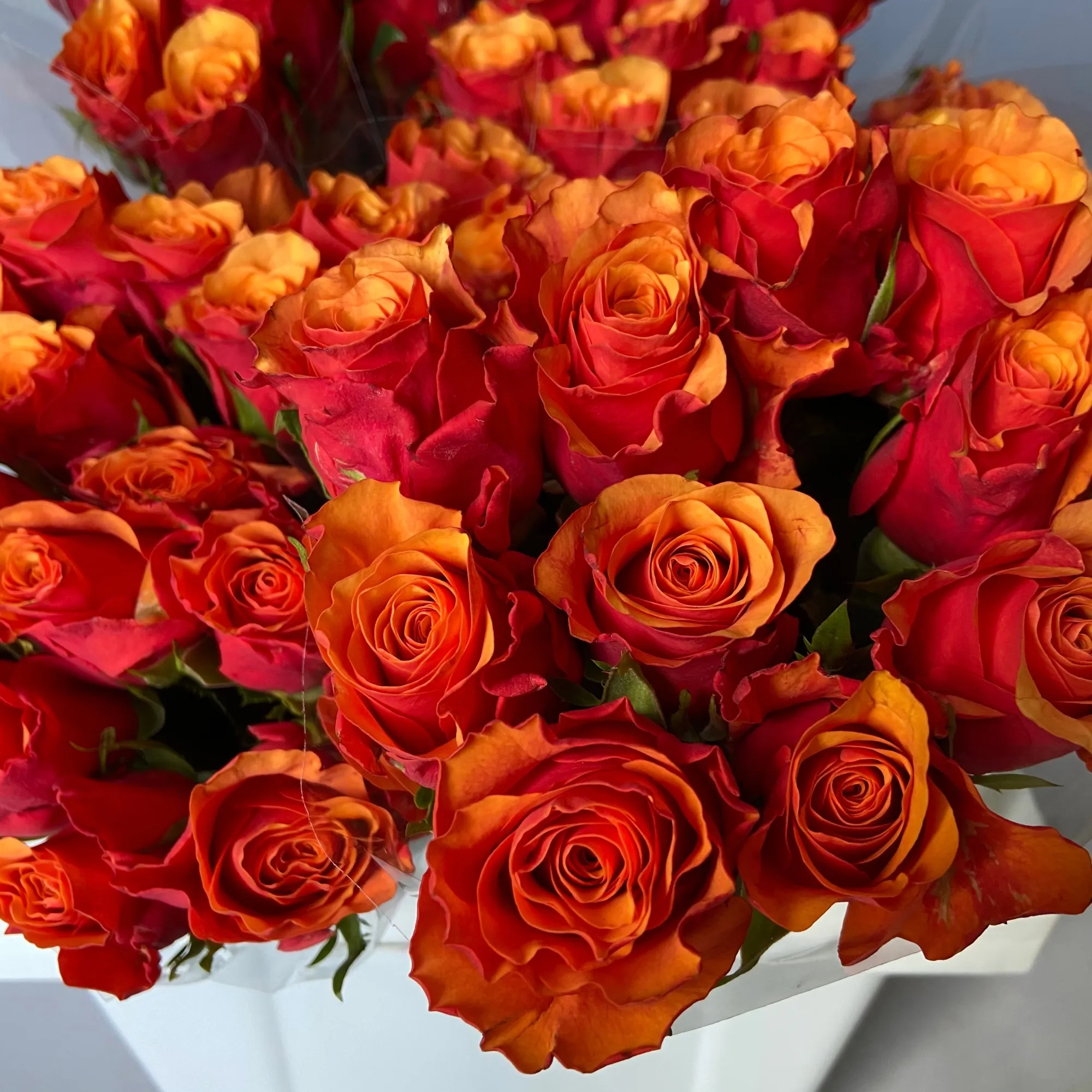 Картинка Роза Эспана