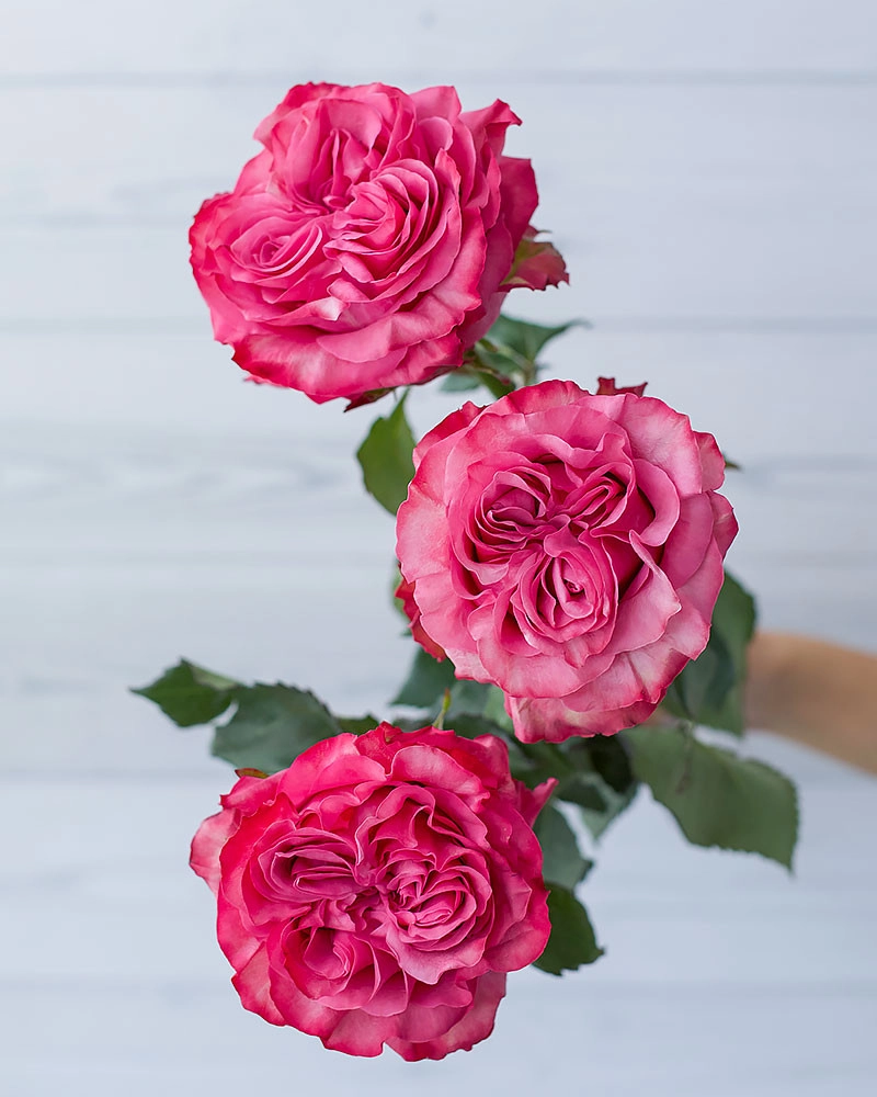 Картинка Роза Кантри блюз