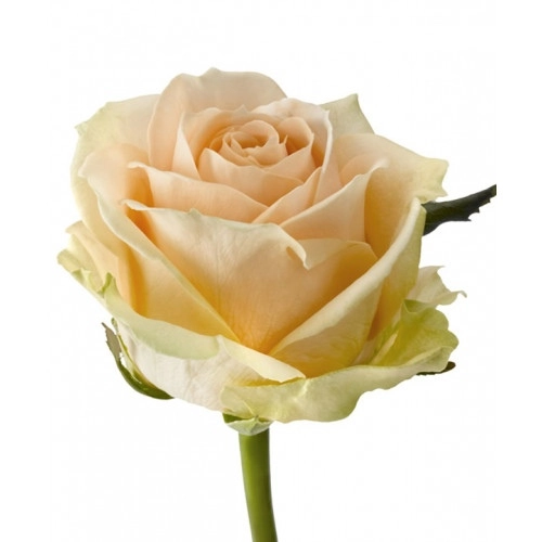 Картинка Роза Пич Аваланж