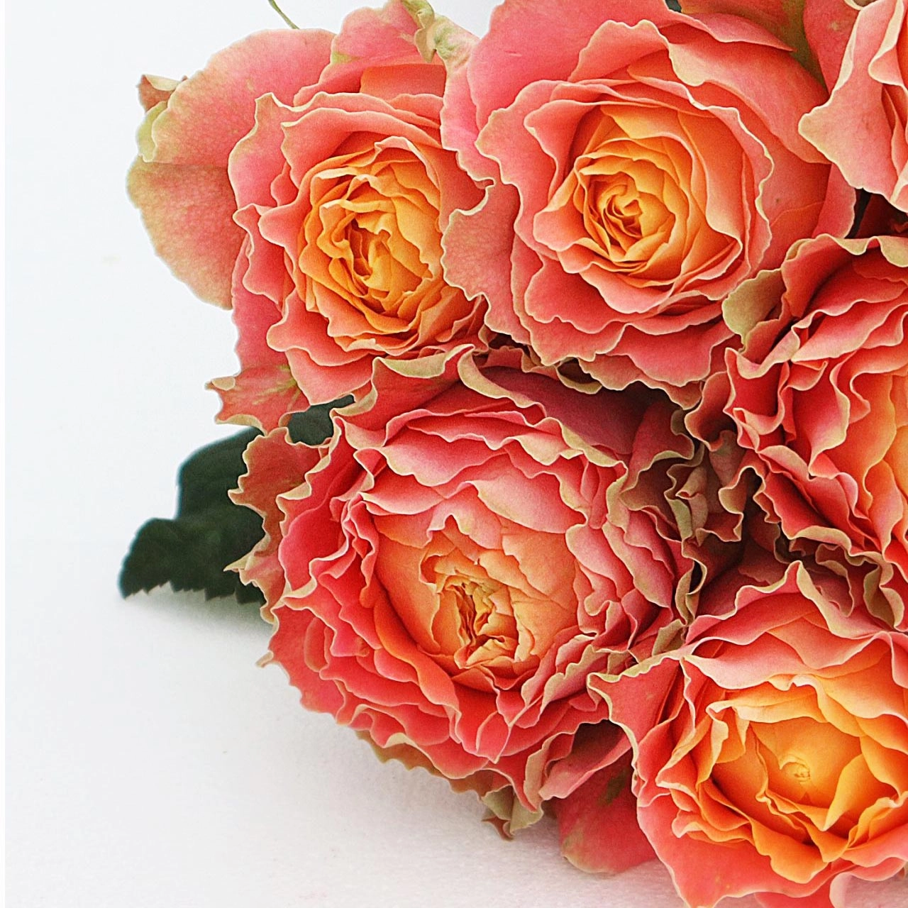 Картинка Роза Кантри Спирит Луиза