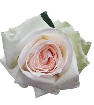 Картинка Роза Вайт Охара