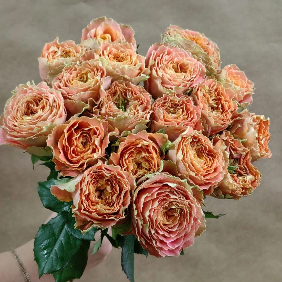 Картинка Роза Кантри Спирит Луиза