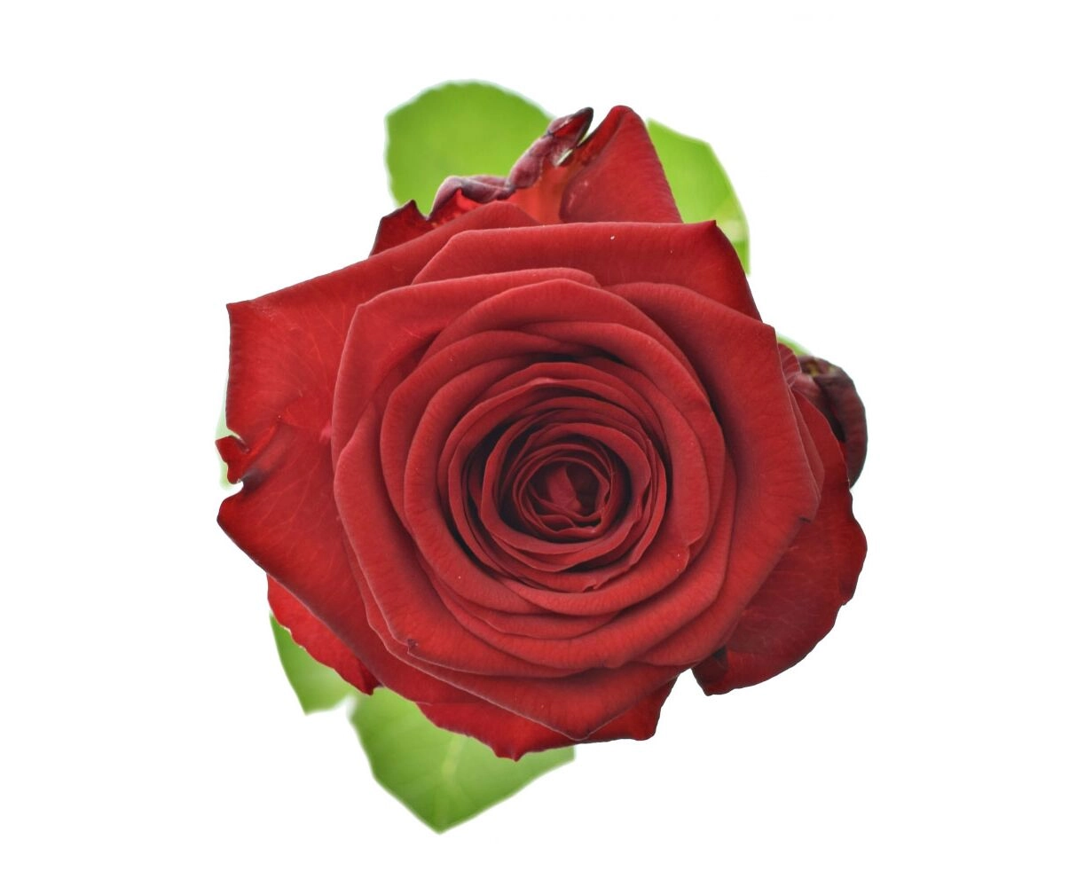 Картинка Роза Ред Наоми