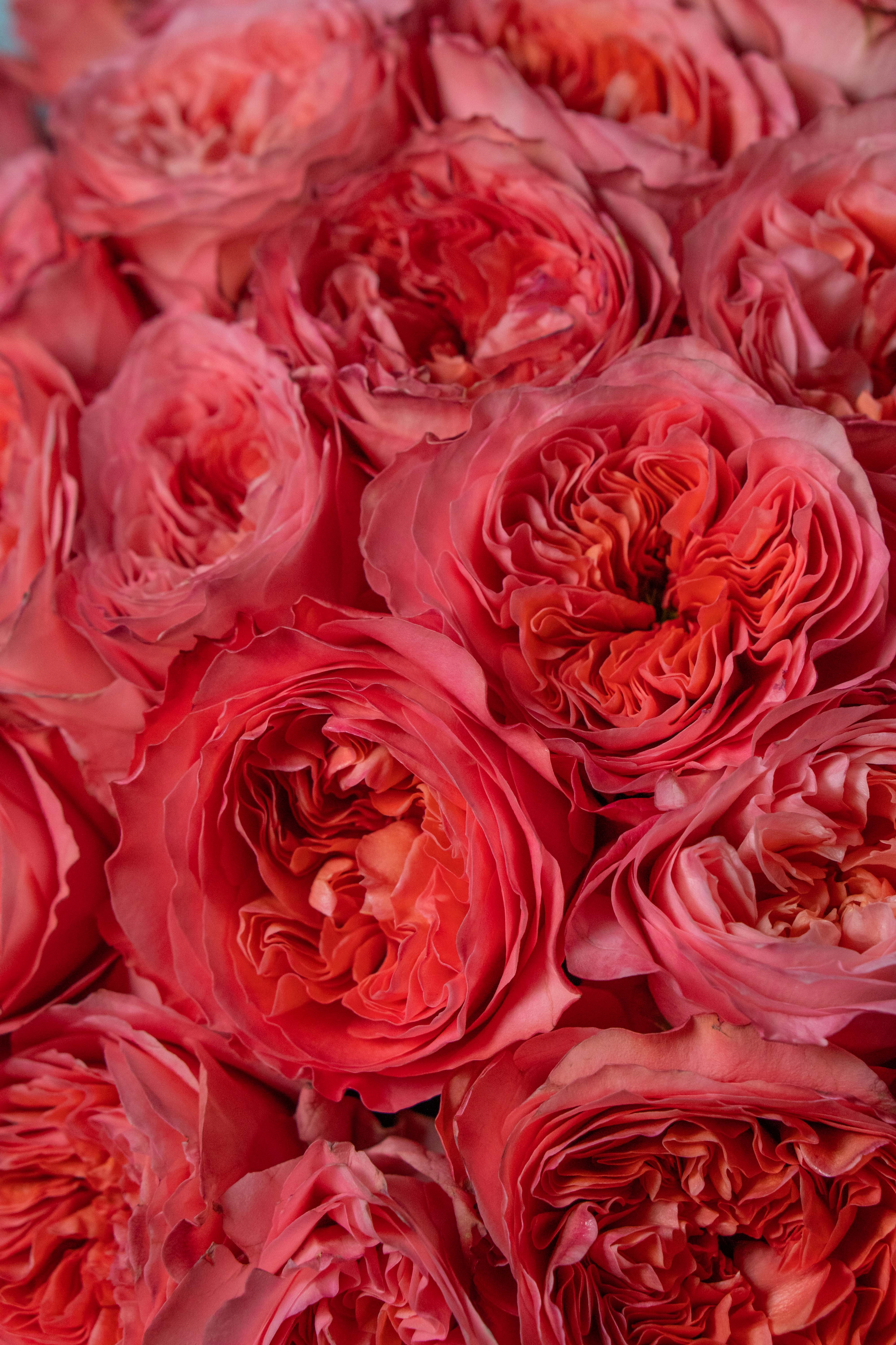 Картинка Роза Кенди Экспрешн