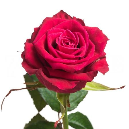 Роза Шангрила