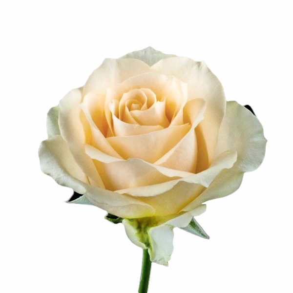 Роза Пич Аваланж