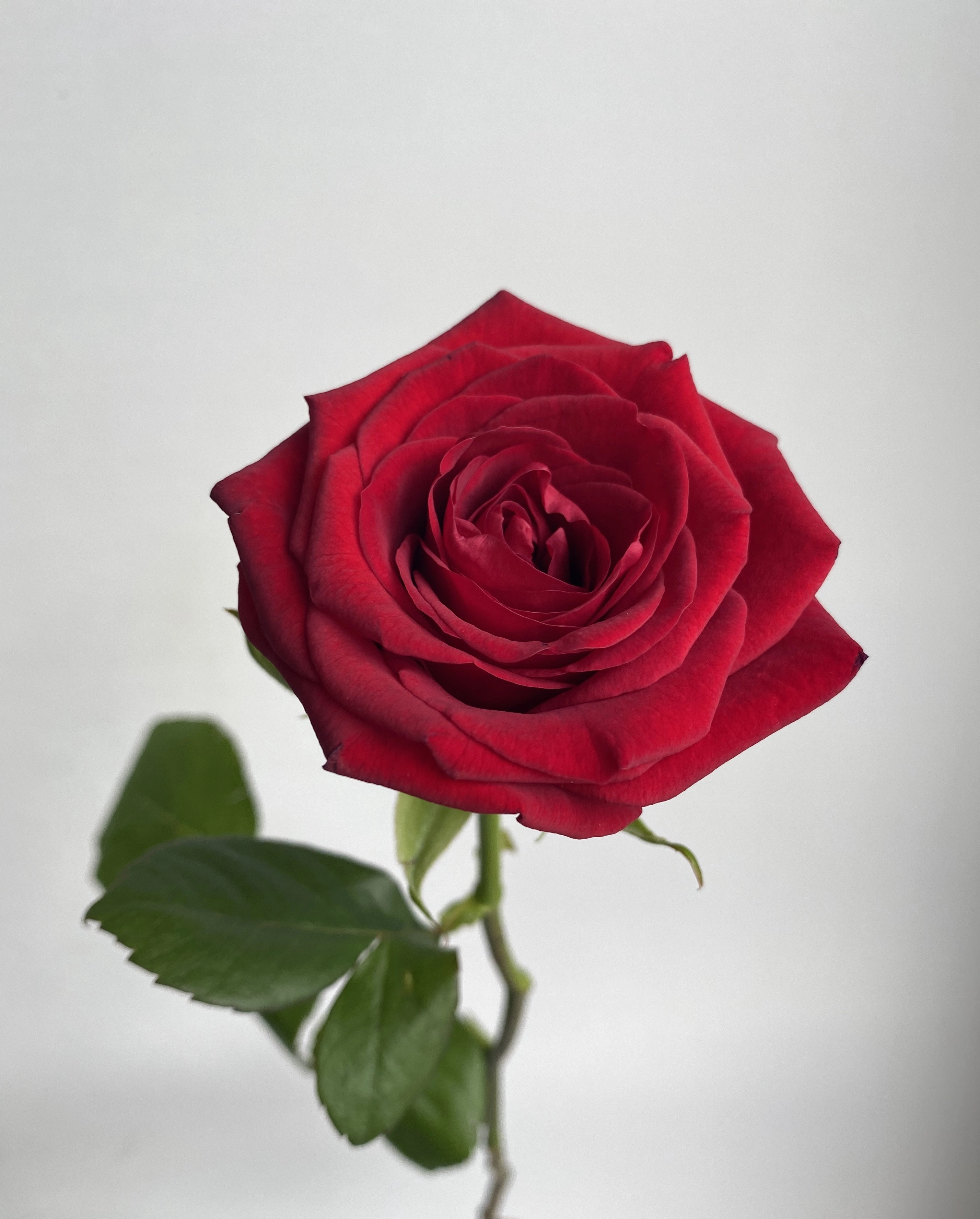 Картинка Роза Ред Наоми Беларусь