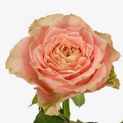 Роза Кантри Спирит Луиза