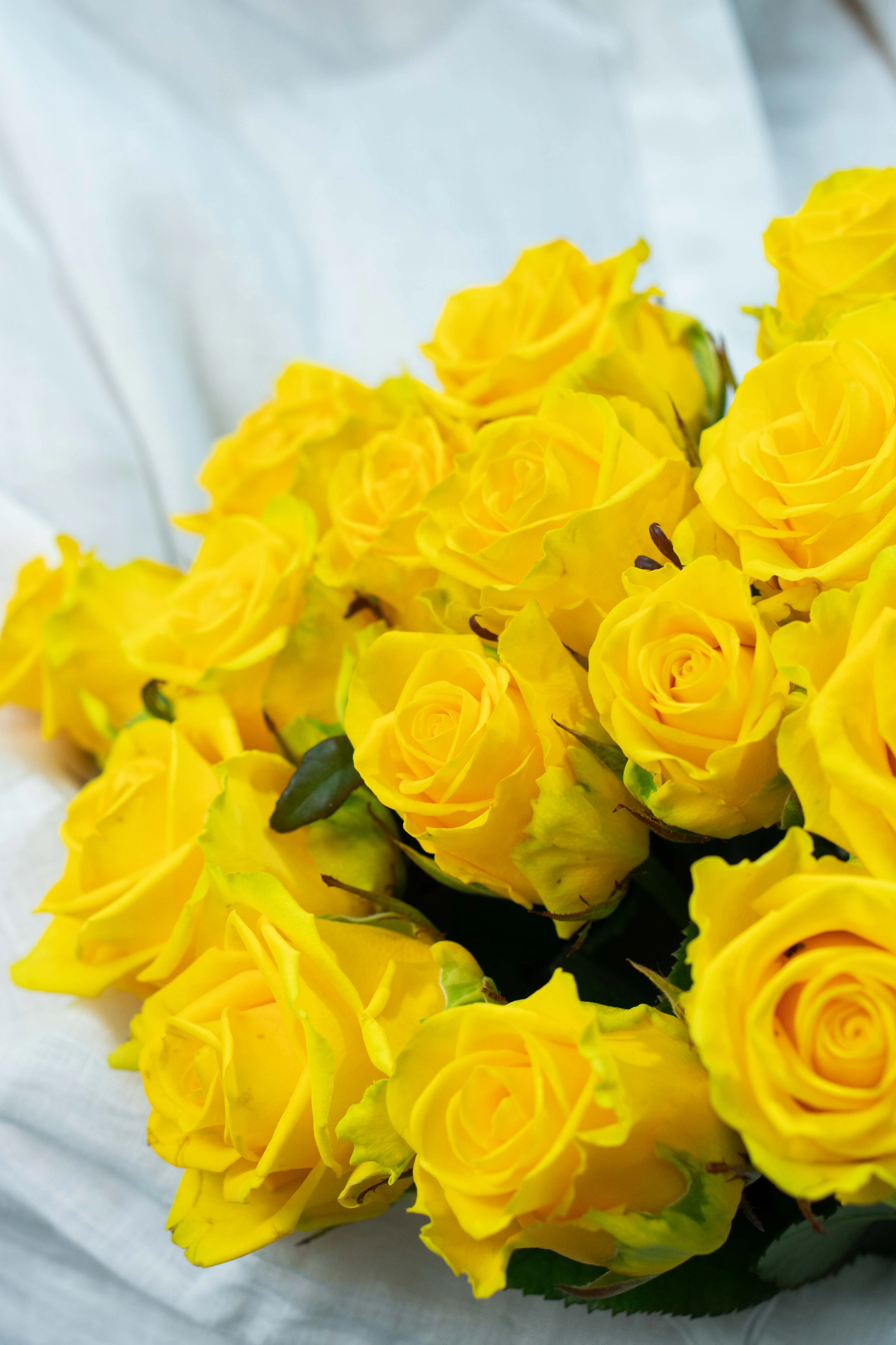 Картинка Букет из 15 роз "Роял" 40 см