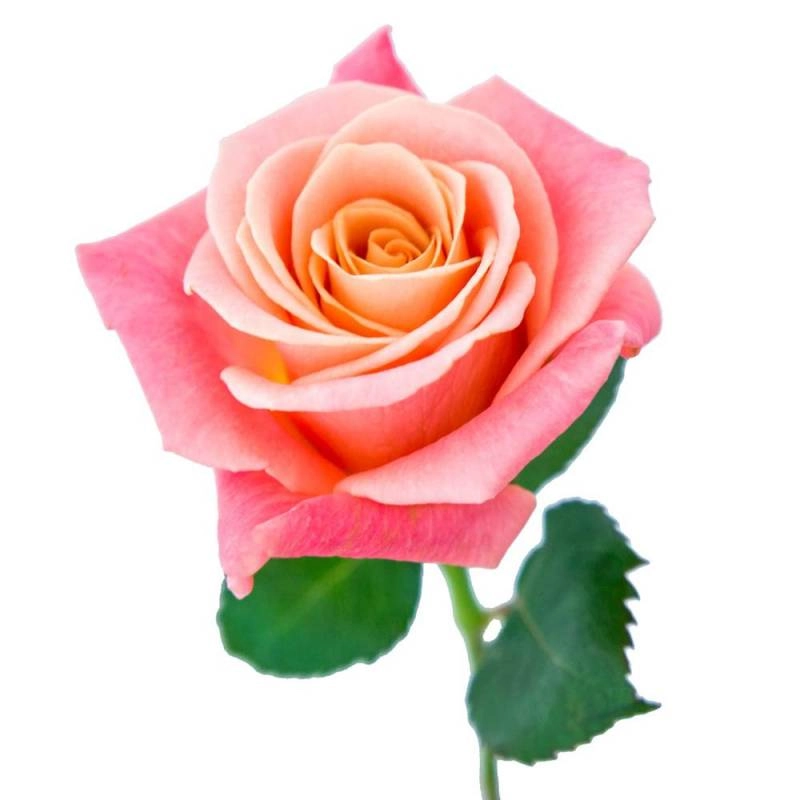 Картинка Роза Мисс Пигги