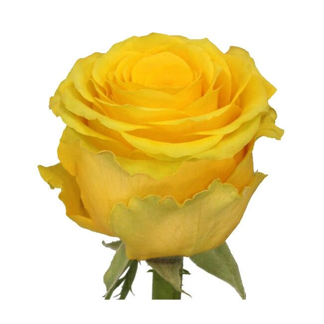 Роза Пенни Лейн