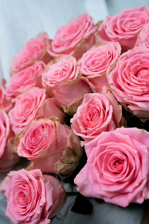 Картинка Букет из 15 роз Софи Лорен 40 см