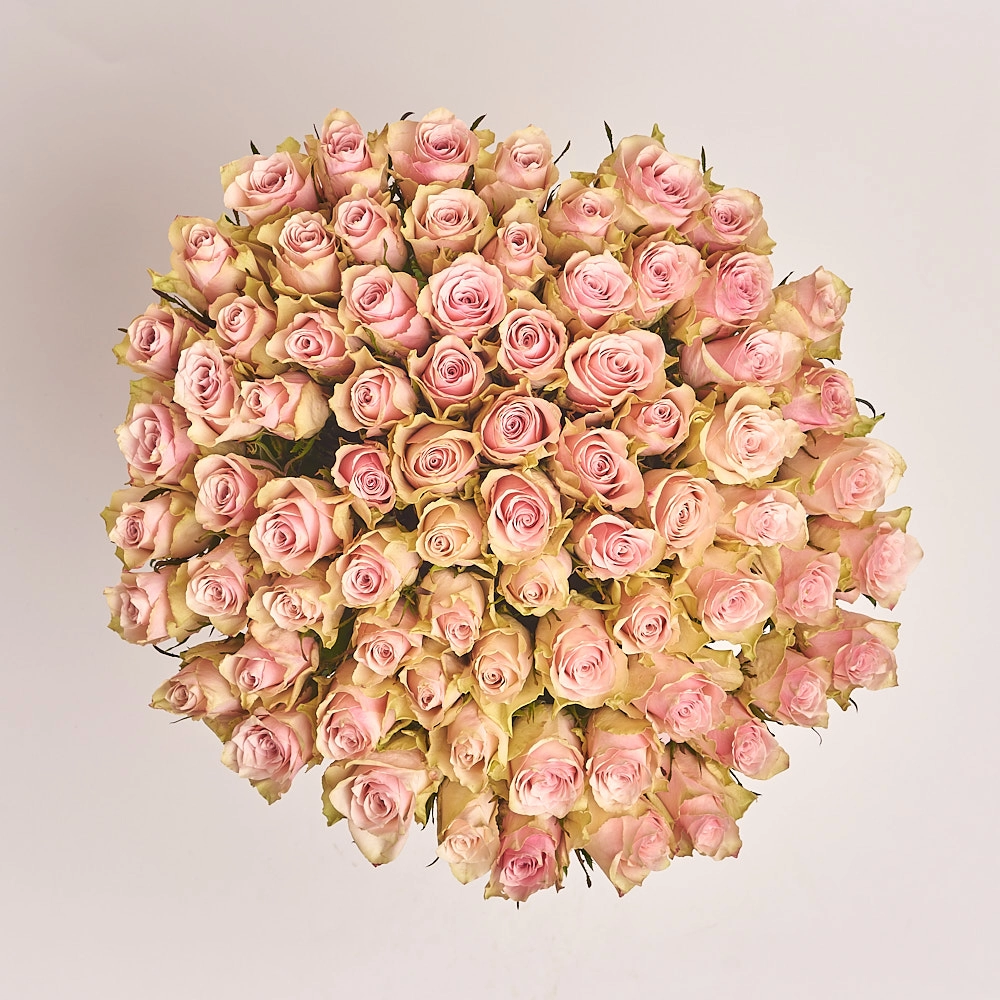 Картинка Букет из 101 розы "Розовое облако" 60 см