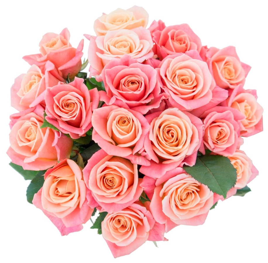 Картинка Роза Мисс Пигги