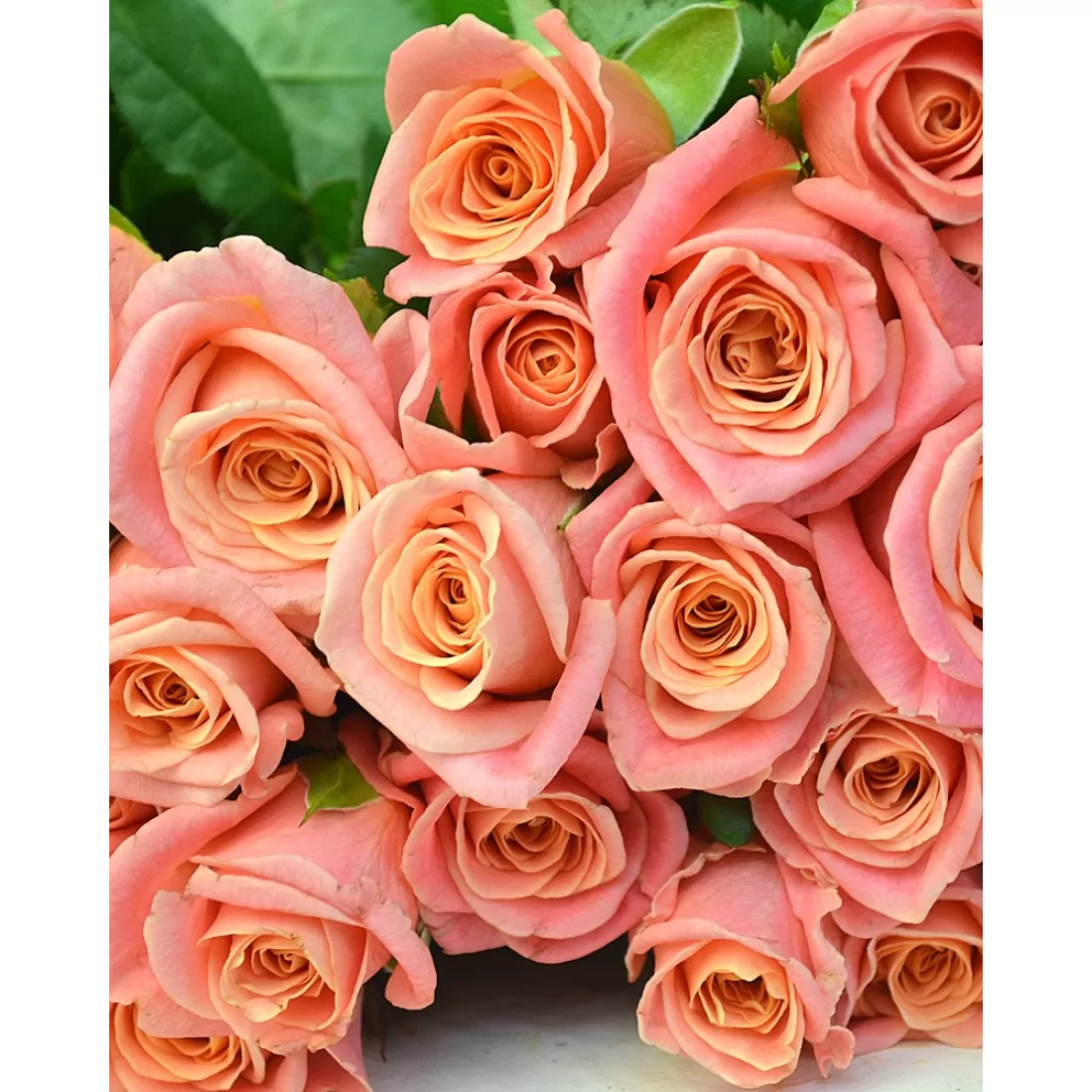 Картинка Роза Мисс Пигги